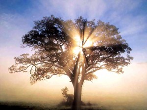 Un arbol es una enorme máquina para captar energía y ponerla a disposición de otros seres vivos