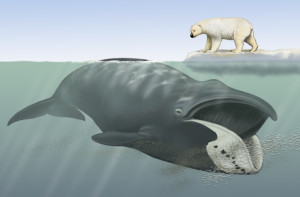 ballena-oso-polar