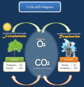 Ciclo del oxígeno