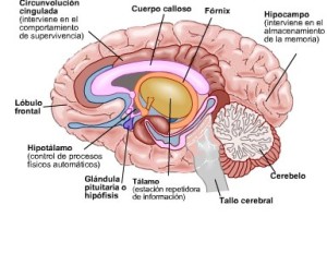 corte-cerebro