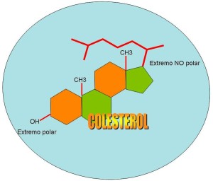 estructura-colesterol