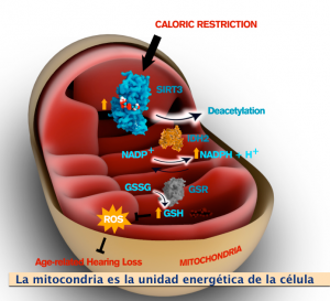 La mitocondria es el pequeño laboratorio incluido en cada una de nuestras células