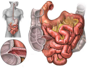 Intestino-humano