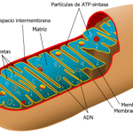 La mitocondria es la verdadera batería celular. En ella se llevan a cabo los principales procesos energéticos celulares y allí es donde hace su efecto lo riboflavina