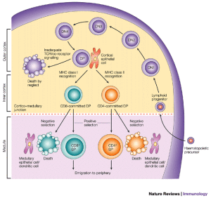 CD-4