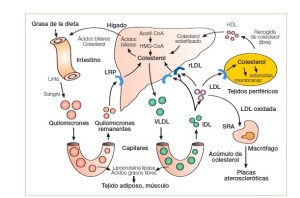 El colesterol es una sustancia indispensable en el organismo donde tiene muchas funciones incluyendo algunas relacionadas con la conservación de la masa muscular