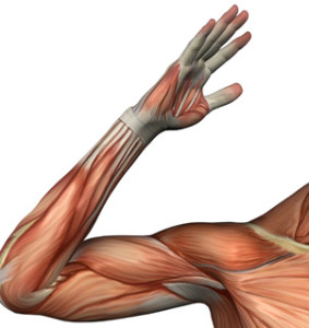 El cuerpo tiene más de 600 músculos y para mantenerlos es necesario ejercitarlos diariamente