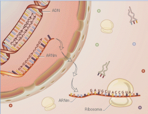 La produccion o sintesis de proteína en las células ocurre por medio de organelas que van formando la secuencia de aminoácidos de acuerdo a un patrón incluido en el ARN celular
