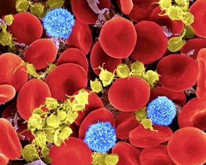 Los quilomicrones en la sangre