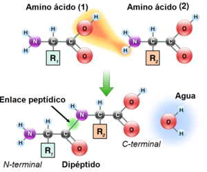 enlace-peptidico